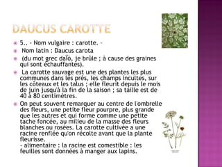    5.. - Nom vulgaire : carotte. –
    Nom latin : Daucus carota
    (du mot grec daÏò, je brûle ; à cause des graines
    qui sont échauffantes).
    La carotte sauvage est une des plantes les plus
    communes dans les prés, les champs incultes, sur
    les côteaux et les talus ; elle fleurit depuis le mois
    de juin jusqu'à la fin de la saison ; sa taille est de
    40 à 80 centimètres.
   On peut souvent remarquer au centre de l'ombrelle
    des fleurs, une petite fleur pourpre, plus grande
    que les autres et qui forme comme une petite
    tache foncée, au milieu de la masse des fleurs
    blanches ou rosées. La carotte cultivée a une
    racine renflée qu'on récolte avant que la plante
    fleurisse.
    - alimentaire : la racine est comestible : les
    feuilles sont données à manger aux lapins.
 