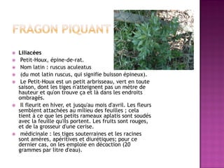    Liliacées
    Petit-Houx, épine-de-rat.
    Nom latin : ruscus aculeatus
    (du mot latin ruscus, qui signifie buisson épineux).
    Le Petit-Houx est un petit arbrisseau, vert en toute
    saison, dont les tiges n'atteignent pas un mètre de
    hauteur et qu'on trouve ça et là dans les endroits
    ombragés.
    Il fleurit en hiver, et jusqu'au mois d'avril. Les fleurs
    semblent attachées au milieu des feuilles ; cela
    tient à ce que les petits rameaux aplatis sont soudés
    avec la feuille qu'ils portent. Les fruits sont rouges,
    et de la grosseur d'une cerise.
    médicinale : les tiges souterraines et les racines
    sont amères, apéritives et diurétiques; pour ce
    dernier cas, on les emploie en décoction (20
    grammes par litre d'eau).
 