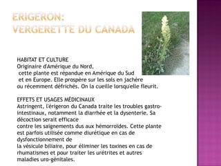 HABITAT ET CULTURE
Originaire d'Amérique du Nord,
 cette plante est répandue en Amérique du Sud
 et en Europe. Elle prospère sur les sols en jachère
ou récemment défrichés. On la cueille lorsqu'elle fleurit.

EFFETS ET USAGES MÉDICINAUX
Astringent, l'érigeron du Canada traite les troubles gastro-
intestinaux, notamment la diarrhée et la dysenterie. Sa
décoction serait efficace
contre les saignements dus aux hémorroïdes. Cette plante
est parfois utilisée comme diurétique en cas de
dysfonctionnement de
la vésicule biliaire, pour éliminer les toxines en cas de
rhumatismes et pour traiter les urétrites et autres
maladies uro-génitales.
 