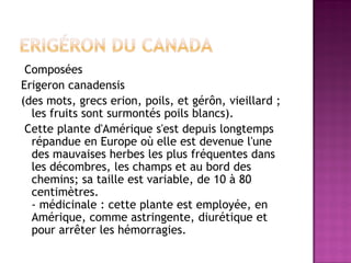 Composées
Erigeron canadensis
(des mots, grecs erion, poils, et gérôn, vieillard ;
  les fruits sont surmontés poils blancs).
 Cette plante d'Amérique s'est depuis longtemps
  répandue en Europe où elle est devenue l'une
  des mauvaises herbes les plus fréquentes dans
  les décombres, les champs et au bord des
  chemins; sa taille est variable, de 10 à 80
  centimètres.
  - médicinale : cette plante est employée, en
  Amérique, comme astringente, diurétique et
  pour arrêter les hémorragies.
 