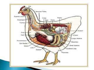 6400 Gambar Hewan Ternak Unggas Terbaru