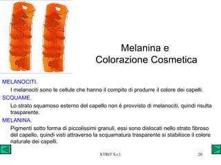 Melanina e  Colorazione Cosmetica MELANOCITI. I melanociti sono le cellule che hanno il compito di produrre il colore dei capelli. SCQUAME. Lo strato squamoso esterno del capello non è provvisto di melanociti, quindi risulta trasparente. MELANINA. Pigmenti sotto forma di piccolissimi granuli, essi sono dislocati nello strato fibroso del capello, quindi visti attraverso la scquamatura trasparente si stabilisce il colore naturale dei capelli. 