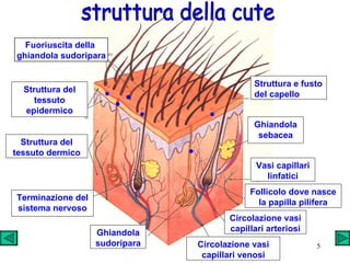 Circolazione vasi capillari venosi Follicolo dove nasce la papilla pilifera Struttura del tessuto dermico Struttura e fusto del capello Vasi capillari linfatici Circolazione vasi capillari arteriosi Ghiandola sudoripara Ghiandola sebacea Terminazione del sistema nervoso Struttura del tessuto epidermico struttura della cute   Fuoriuscita della  ghiandola sudoripara 