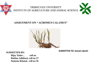 TRIBHUVAN UNIVERSITY
INSTITUTE OF AGRICULTURE AND ANIMAL SCIENCE
ASSIGNMENT ON “ ACROMUS CALAMUS”
SUBMITTED BY:
Bijay Yadav , roll no
Rabina Adhikari, roll no 27
Sumona Khanal , roll no 36
SUBMITTED TO: Jeevan Upreti
 