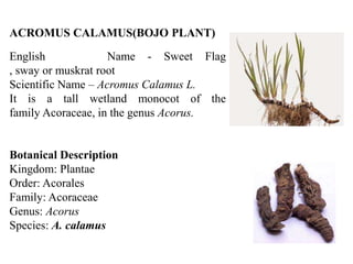 BOJO-ASSIGNMENT (1).pptx
