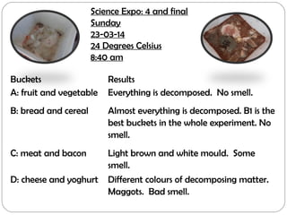 Buckets Results
A: fruit and vegetable Everything is decomposed. No smell.
B: bread and cereal Almost everything is decomposed. B1 is the
best buckets in the whole experiment. No
smell.
C: meat and bacon Light brown and white mould. Some
smell.
D: cheese and yoghurt Different colours of decomposing matter.
Maggots. Bad smell.
Science Expo: 4 and final
Sunday
23-03-14
24 Degrees Celsius
8:40 am
 