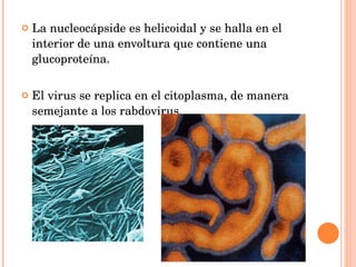La nucleocápside es helicoidal y se halla en el interior de una envoltura que contiene una glucoproteína.  El virus se replica en el citoplasma, de manera semejante a los rabdovirus. 