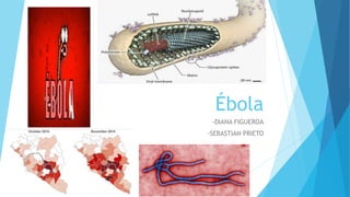 Ébola
-DIANA FIGUEROA
-SEBASTIAN PRIETO
 