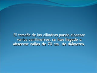 El tamaño de los cilindros puede alcanzar varios centímetros,  se han llegado a observar rollos de 70 cm. de diámetro. 