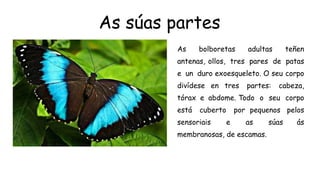 As súas partes
As bolboretas adultas teñen
antenas, ollos, tres pares de patas
e un duro exoesqueleto. O seu corpo
divídese en tres partes: cabeza,
tórax e abdome. Todo o seu corpo
está cuberto por pequenos pelos
sensoriais e as súas ás
membranosas, de escamas.
 