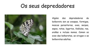 Os seus depredadores
Algúns dos depredadores da
bolboreta son as avespas, formigas,
moscas parasitarias, aves, serpes,
sapos, ratas, lagartos, libélulas, ras,
arañas e incluso monos. Comen os
ovos das bolboretas, as eirugas e as
bolboretas adultas.
 