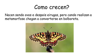 Como crecen?
Nacen sendo ovos e despois eirugas, pero cando realizan a
metamorfose chegan a converterse en bolboreta.
 