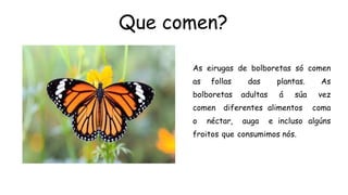 Que comen?
As eirugas de bolboretas só comen
as follas das plantas. As
bolboretas adultas á súa vez
comen diferentes alimentos coma
o néctar, auga e incluso algúns
froitos que consumimos nós.
 