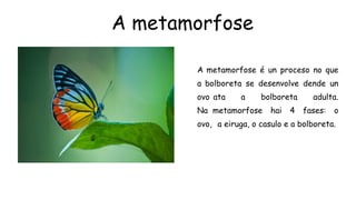 A metamorfose
A metamorfose é un proceso no que
a bolboreta se desenvolve dende un
ovo ata a bolboreta adulta.
Na metamorfose hai 4 fases: o
ovo, a eiruga, o casulo e a bolboreta.
 