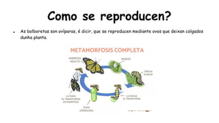 Como se reproducen?
● As bolboretas son ovíparas, é dicir, que se reproducen mediante ovos que deixan colgados
dunha planta.
 