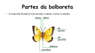 Partes da bolboreta
●
O corpo está dividido en tres seccións: a cabeza, o tórax e o abdome.
 