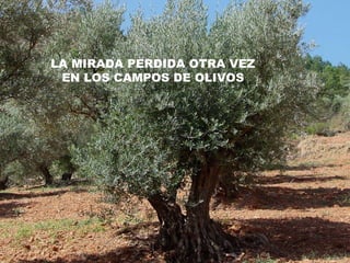 LA MIRADA PERDIDA OTRA VEZ EN LOS CAMPOS DE OLIVOS 