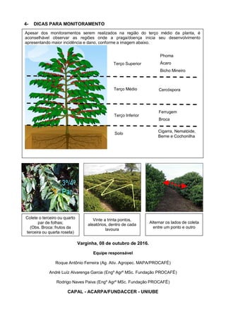 4- DICAS PARA MONITORAMENTO
Varginha, 08 de outubro de 2016.
Equipe responsável
Roque Antônio Ferreira (Ag. Ativ. Agropec. MAPA/PROCAFÉ)
André Luíz Alvarenga Garcia (Engº Agrº MSc. Fundação PROCAFÉ)
Rodrigo Naves Paiva (Engº Agrº MSc. Fundação PROCAFÉ)
CAPAL - ACARPA/FUNDACCER - UNIUBE
Colete o terceiro ou quarto
par de folhas;
(Obs. Broca: frutos da
terceira ou quarta roseta)
Vinte a trinta pontos,
aleatórios, dentro de cada
lavoura
Alternar os lados de coleta
entre um ponto e outro
Apesar dos monitoramentos serem realizados na região do terço médio da planta, é
aconselhável observar as regiões onde a praga/doença inicia seu desenvolvimento
apresentando maior incidência e dano, conforme a imagem abaixo.
Terço Superior
Terço Médio
Terço Inferior
Solo
Phoma
Ácaro
Bicho Mineiro
Cercóspora
Ferrugem
Broca
Cigarra, Nematóide,
Berne e Cochonilha
 