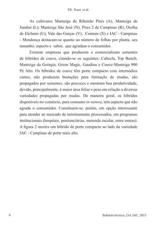6 Boletim técnico, 214, IAC, 2015
P.E. Trani et al.
As cultivares Manteiga de Ribeirão Pires (A), Manteiga de
Jundiaí (L); Manteiga São José (N), Pires 2 de Campinas (R), Orelha
de Elefante (U), Vale das Garças (V), Comum (X) e IAC - Campinas
- Mendonça destacam-se quanto ao número de folhas por planta, seu
tamanho, aspecto e sabor, que agradam o consumidor.
Existem empresas que produzem e comercializam sementes
de híbridos de couve, citando-se os seguintes: Cabocla, Top Bunch,
Manteiga da Geórgia, Green Magic, Gaudina e Couve-Manteiga 900
Pé Alto. Os híbridos de couve têm porte compacto com internódios
curtos, não produzem brotações para formação de mudas, são
propagados por sementes, são precoces e mostram boa produtividade,
devido, principalmente, à maior área foliar e peso em relação a diversas
variedades propagadas por mudas. De maneira geral, os híbridos
disponíveis no comércio, para consumo in natura, tem aspecto que não
agrada o consumidor. Constituem-se, porém, em opção interessante
para atender ao mercado de minimamente processados, em programas
institucionais (hospitais, penitenciárias, merenda escolar, entre outras).
A figura 2 mostra um híbrido de porte compacto ao lado da variedade
IAC - Campinas de porte mais alto.
 