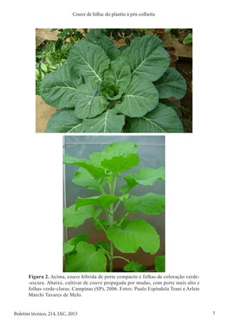 7
Boletim técnico, 214, IAC, 2015
Couve de folha: do plantio à pós-colheita
Figura 2. Acima, couve híbrida de porte compacto e folhas de coloração verde-
-escura. Abaixo, cultivar de couve propagada por mudas, com porte mais alto e
folhas verde-claras. Campinas (SP), 2006. Fotos: Paulo Espíndola Trani e Arlete
Marchi Tavares de Melo.
 