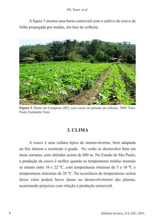 8 Boletim técnico, 214, IAC, 2015
P.E. Trani et al.
A figura 3 mostra uma horta comercial com o cultivo de couve de
folha propagada por mudas, em fase de colheita.
Figura 3. Horta em Campinas (SP), com couve no período de colheita. 2009. Foto:
Paulo Espíndola Trani.
3. CLIMA
A couve é uma cultura típica de outono-inverno, bem adaptada
ao frio intenso e resistente à geada. No verão se desenvolve bem em
áreas serranas, com altitudes acima de 800 m. No Estado de São Paulo,
a produção da couve é melhor quando as temperaturas médias mensais
se situam entre 16 e 22 ºC, com temperaturas mínimas de 5 a 10 ºC e
temperaturas máximas de 28 ºC. Na ocorrência de temperaturas acima
desse valor poderá haver danos no desenvolvimento das plantas,
acarretando prejuízos com relação à produção comercial.
 
