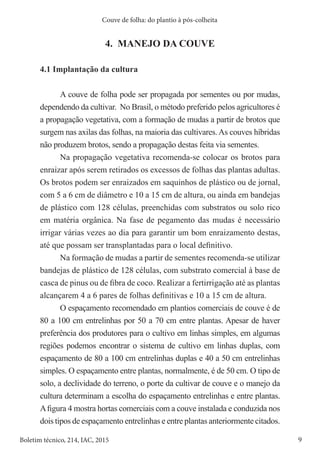 9
Boletim técnico, 214, IAC, 2015
Couve de folha: do plantio à pós-colheita
4. MANEJO DA COUVE
4.1 Implantação da cultura
A couve de folha pode ser propagada por sementes ou por mudas,
dependendo da cultivar. No Brasil, o método preferido pelos agricultores é
a propagação vegetativa, com a formação de mudas a partir de brotos que
surgem nas axilas das folhas, na maioria das cultivares.As couves híbridas
não produzem brotos, sendo a propagação destas feita via sementes.
Na propagação vegetativa recomenda-se colocar os brotos para
enraizar após serem retirados os excessos de folhas das plantas adultas.
Os brotos podem ser enraizados em saquinhos de plástico ou de jornal,
com 5 a 6 cm de diâmetro e 10 a 15 cm de altura, ou ainda em bandejas
de plástico com 128 células, preenchidas com substratos ou solo rico
em matéria orgânica. Na fase de pegamento das mudas é necessário
irrigar várias vezes ao dia para garantir um bom enraizamento destas,
até que possam ser transplantadas para o local definitivo.
Na formação de mudas a partir de sementes recomenda-se utilizar
bandejas de plástico de 128 células, com substrato comercial à base de
casca de pinus ou de fibra de coco. Realizar a fertirrigação até as plantas
alcançarem 4 a 6 pares de folhas definitivas e 10 a 15 cm de altura.
O espaçamento recomendado em plantios comerciais de couve é de
80 a 100 cm entrelinhas por 50 a 70 cm entre plantas. Apesar de haver
preferência dos produtores para o cultivo em linhas simples, em algumas
regiões podemos encontrar o sistema de cultivo em linhas duplas, com
espaçamento de 80 a 100 cm entrelinhas duplas e 40 a 50 cm entrelinhas
simples. O espaçamento entre plantas, normalmente, é de 50 cm. O tipo de
solo, a declividade do terreno, o porte da cultivar de couve e o manejo da
cultura determinam a escolha do espaçamento entrelinhas e entre plantas.
Afigura 4 mostra hortas comerciais com a couve instalada e conduzida nos
dois tipos de espaçamento entrelinhas e entre plantas anteriormente citados.
 