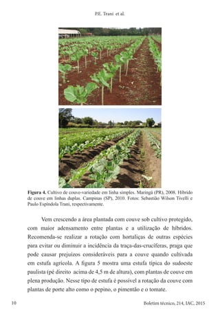 10 Boletim técnico, 214, IAC, 2015
P.E. Trani et al.
Figura 4. Cultivo de couve-variedade em linha simples. Maringá (PR), 2008. Híbrido
de couve em linhas duplas. Campinas (SP), 2010. Fotos: Sebastião Wilson Tivelli e
Paulo Espíndola Trani, respectivamente.
Vem crescendo a área plantada com couve sob cultivo protegido,
com maior adensamento entre plantas e a utilização de híbridos.
Recomenda-se realizar a rotação com hortaliças de outras espécies
para evitar ou diminuir a incidência da traça-das-crucíferas, praga que
pode causar prejuízos consideráveis para a couve quando cultivada
em estufa agrícola. A figura 5 mostra uma estufa típica do sudoeste
paulista (pé direito acima de 4,5 m de altura), com plantas de couve em
plena produção. Nesse tipo de estufa é possível a rotação da couve com
plantas de porte alto como o pepino, o pimentão e o tomate.
 