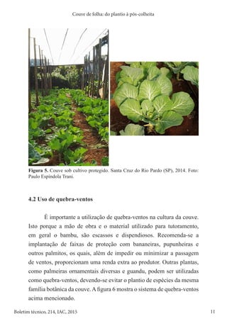 11
Boletim técnico, 214, IAC, 2015
Couve de folha: do plantio à pós-colheita
Figura 5. Couve sob cultivo protegido. Santa Cruz do Rio Pardo (SP), 2014. Foto:
Paulo Espíndola Trani.
4.2 Uso de quebra-ventos
É importante a utilização de quebra-ventos na cultura da couve.
Isto porque a mão de obra e o material utilizado para tutoramento,
em geral o bambu, são escassos e dispendiosos. Recomenda-se a
implantação de faixas de proteção com bananeiras, pupunheiras e
outros palmitos, os quais, além de impedir ou minimizar a passagem
de ventos, proporcionam uma renda extra ao produtor. Outras plantas,
como palmeiras ornamentais diversas e guandu, podem ser utilizadas
como quebra-ventos, devendo-se evitar o plantio de espécies da mesma
família botânica da couve. A figura 6 mostra o sistema de quebra-ventos
acima mencionado.
 