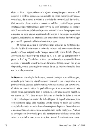 20 Boletim técnico, 214, IAC, 2015
P.E. Trani et al.
de se verificar o registro dos mesmos junto aos órgãos governamentais. É
possível o controle agroecológico citando-se como exemplo a irrigação
controlada, de maneira a reduzir a umidade do solo no local de cultivo.
Outra medida eficaz consiste no uso de armadilhas constituídas por panos
de algodão (estopa) molhados com cerveja ou leite, colocando-os sobre o
solo dos canteiros e próximos às plantas ao final da tarde. Isto proporciona
a captura de uma grande quantidade de lesmas e caramujos na manhã
seguinte. Recomenda-se a retirada das armadilhas da área de cultivo logo
pela manhã e posterior eliminação destas pragas.
O cultivo da couve e inúmeras outras espécies de hortaliças no
Estado de São Paulo e nos estados do sul tem sofrido ataques de um
roedor exótico, originário da Europa, conhecido como lebrão (Lepus
europeus). Este roedor pode atingir de 47 a 67 cm de comprimento e
pesar de 3 a 5 kg. Tem hábito noturno e é muito arisco, sendo difícil sua
captura. O controle se restringe a evitar que as lebres entrem nas áreas
de plantio, com a construção de cercas feitas de telados de malha fina
em torno da plantação.
b) Doenças: em relação às doenças, merece destaque a podridão-negra,
causada pela bactéria Xanthomonas campestris pv. campestris e a
podridão-mole, causada pela bactéria Erwinia carotovora var. carotovora.
O sintoma característico da podridão-negra é o amarelecimento do
limbo foliar, juntamente com o surgimento de uma mancha necrótica
em forma de “V”. Esta mancha inicia-se na borda da folha e tem o
vértice voltado para o centro da folha (Figura 8). A podridão-mole tem
como sintoma típico uma podridão úmida e mole na haste, que destrói
a medula do caule, levando à murcha completa da planta. Normalmente
é acompanhada de mau cheiro característico desta bacteriose. Ambas
as doenças são favorecidas pela alta temperatura e umidade do ar. Em
solos compactados, com pouca aeração e excesso de umidade, observa-se
 