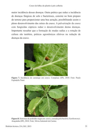 21
Boletim técnico, 214, IAC, 2015
Couve de folha: do plantio à pós-colheita
maior incidência dessas doenças. Outra prática que reduz a incidência
de doenças fúngicas de solo e bacterioses, consiste no bom preparo
do terreno para proporcionar uma boa aeração, possibilitando assim o
pleno desenvolvimento das raízes da couve. A pulverização da couve
com fungicidas cúpricos reduz o desenvolvimento destas doenças.
Importante ressaltar que a formação de mudas sadias e a rotação de
cultura são também, práticas agronômicas efetivas na redução de
doenças da couve.
Figura 7. Incidência de caramujo em couve. Campinas (SP), 2010. Foto: Paulo
Espíndola Trani.
Figura 8. Sintomas de podridão-negra em couve, causada pela bactéria Xanthomonas.
Araçatuba (SP), 2010. Foto: Silvia Antoniali do Carmo.
 