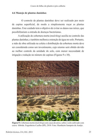 23
Boletim técnico, 214, IAC, 2015
Couve de folha: do plantio à pós-colheita
4.6 Manejo de plantas daninhas
O controle de plantas daninhas deve ser realizado por meio
de capina superficial, de modo a simplesmente roçar as plantas
daninhas. Este cuidado tem o objetivo de evitar os danos nas raízes, que
possibilitariam a entrada de doenças bacterianas.
A utilização de cobertura morta (mulching) auxilia no controle das
plantas daninhas, e também melhora a retenção de água no solo. Portanto,
a mão de obra utilizada na coleta e distribuição da cobertura morta deve
ser considerada como um investimento, cujo retorno será obtido devido
ao melhor controle da umidade do solo, com menor necessidade de
irrigação e redução no número de capinas (Figuras 9 e 10).
Figura 9. Cobertura morta (mulching) com casca de arroz, sobre o solo cultivado com
couve híbrida. Engenheiro Coelho (SP), 2010. Foto: Humberto Sampaio de Araújo.
 