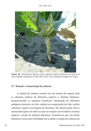 24 Boletim técnico, 214, IAC, 2015
P.E. Trani et al.
Figura 10. Utilização de plástico como cobertura morta (mulching) em cultivo de
couve híbrida. Engenheiro Coelho (SP), 2010. Foto: Humberto Sampaio de Araújo.
4.7 Rotação e consorciação de culturas
A rotação de culturas consiste em um sistema de manejo onde
se alternam culturas de diferentes espécies e famílias botânicas,
proporcionando os seguintes benefícios: diminuição de diferentes
patógenos presentes no solo, redução na compactação do solo, melhor
cobertura vegetal e reciclagem de nutrientes. De maneira geral, não se
recomenda repetir em todos os anos as rotações envolvendo as mesmas
espécies, mesmo de famílias diferentes. Considera-se que nas hortas
familiares existe maior facilidade em se adotar a rotação de culturas em
 