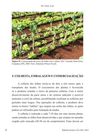 26 Boletim técnico, 214, IAC, 2015
P.E. Trani et al.
Figura 11. Consorciação da couve de folha com a alface. IAC- Fazenda Santa Elisa,
Campinas (SP), 2005. Foto: Sebastião Wilson Tivelli.
5. COLHEITA, EMBALAGEM E COMERCIALIZAÇÃO
A colheita das folhas inicia-se de dois a três meses após o
transplante das mudas. O crescimento das plantas é favorecido
se o produtor retardar o início da primeira colheita. Com o maior
desenvolvimento da parte aérea e do sistema radicular é possível
aumentar o ciclo da cultura, possibilitando escalonar as colheitas por
períodos mais longos. Nas operações de colheita, o produtor deve
retirar os brotos “ladrões” que surgem nas axilas das folhas, os quais
podem ser utilizados para formação de mudas.
A colheita é realizada a cada 7-10 dias em uma mesma planta,
sendo retiradas as folhas bem desenvolvidas e que estejam no tamanho
exigido pelo mercado (20-30 cm de comprimento). Estas devem ser
 