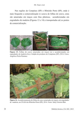28 Boletim técnico, 214, IAC, 2015
P.E. Trani et al.
Nas regiões de Campinas (SP) e Ribeirão Preto (SP), onde é
mais frequente a comercialização in natura de folhas de couve, estas
são amarradas em maços com fitas plásticas, acondicionadas em
engradados de madeira (Figuras 13 e 14) e transportadas até os pontos
de comercialização.
Figura 13. Folhas de couve amarradas em maços (a) e acondicionadas em
engradados de madeira (b,c). Galpão de produtor de Campinas (SP), 2014. Fotos:
Angélica Prela-Pantano.
Figura 14. Acondicionamento de folhas de couve amarradas em maços, em engradados
de madeira, na CEASA de Ribeirão Preto (SP), 2014. Fotos: Sally Ferreira Blat.
a b c
 