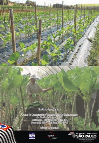 Instituto Agronômico
Centro de Comunicação e Transferência do Conhecimento
Av. Barão de Itapura, 1.481
13020-902 - Campinas (SP) BRASIL
Fone: (19) 2137-0600 Fax: 2137-0706
www.iac.sp.gov.br
 