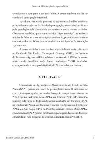 3
Boletim técnico, 214, IAC, 2015
Couve de folha: do plantio à pós-colheita
cicatrizante e bom para a vesícula biliar. A couve também auxilia no
combate à constipação intestinal.
A cultura tem estado presente na agricultura familiar brasileira
principalmente pela sua facilidade de propagação, e tem sido classificada
pela população pela diversidade de aparência, cor e textura da folha.
Observa-se também, que a característica “tipo manteiga”, se refere à
maciez da folha ao tato e ao tempo de cozimento, podendo ocorrer tanto
em variedades de folhas de cor verde-clara até àquelas de coloração
verde-escura.
A couve de folha é uma das hortaliças folhosas mais cultivadas
no Estado de São Paulo. Camargo & Camargo (2011), do Instituto
de Economia Agrícola (IEA), relatam o cultivo de 1.929 ha de couve
neste estado brasileiro, onde foram produzidas 55.941 toneladas,
correspondendo a uma produtividade de 29 toneladas por hectare.
2. CULTIVARES
A Secretaria de Agricultura e Abastecimento do Estado de São
Paulo (SAA) possui um banco de germoplasma com 31 cultivares de
couve, todas propagadas por mudas. A coleção completa encontra-se no
Polo Regional do Centro Leste/APTA, em Ribeirão Preto (SP), havendo
também cultivares no Instituto Agronômico (IAC), em Campinas (SP),
na Unidade de Pesquisa e Desenvolvimento em Agricultura Ecológica/
APTA, em São Roque (SP) e no Polo Regional do Extremo Oeste/APTA,
emAndradina (SP).Afigura 1 mostra um aspecto geral da coleção de couve
conduzida no Polo Regional do Centro Leste em Ribeirão Preto (SP).
 