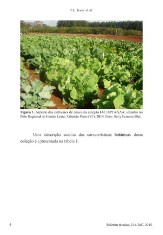 4 Boletim técnico, 214, IAC, 2015
P.E. Trani et al.
Figura 1. Aspecto das cultivares de couve da coleção IAC/APTA/SAA, situadas no
Polo Regional do Centro Leste, Ribeirão Preto (SP), 2014. Foto: Sally Ferreira Blat.
Uma descrição sucinta das características botânicas desta
coleção é apresentada na tabela 1.
 