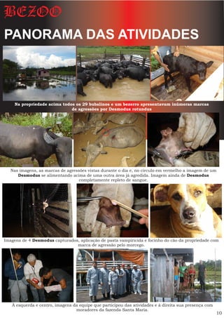BEZOO
PANORAMA DAS ATIVIDADES



    Na propriedade acima todos os 29 bubalinos e um bezerro apresentavam inúmeras marcas
                             de agressões por Desmodus rotundus




   Nas imagens, as marcas de agressões vistas durante o dia e, no circulo em vermelho a imagem de um
      Desmodus se alimentando acima de uma outra área já agredida. Imagem ainda de Desmodus
                                   completamente repleto de sangue.




Imagens de 4 Desmodus capturados, aplicação de pasta vampiricida e focinho do cão da propriedade com
                                marca de agressão pelo morcego.




   À esquerda e centro, imagens da equipe que participou das atividades e à direita sua presença com
                                 moradores da fazenda Santa Maria.
                                                                                                       10
 