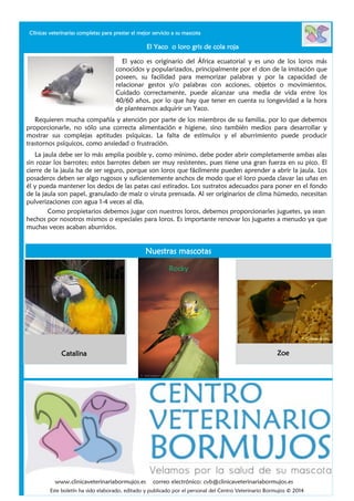 Clínicas veterinarias completas para prestar el mejor servicio a su mascota

El Yaco o loro gris de cola roja
El yaco es originario del África ecuatorial y es uno de los loros más
conocidos y popularizados, principalmente por el don de la imitación que
poseen, su facilidad para memorizar palabras y por la capacidad de
relacionar gestos y/o palabras con acciones, objetos o movimientos.
Cuidado correctamente, puede alcanzar una media de vida entre los
40/60 años, por lo que hay que tener en cuenta su longevidad a la hora
de plantearnos adquirir un Yaco.
Requieren mucha compañía y atención por parte de los miembros de su familia, por lo que debemos
proporcionarle, no sólo una correcta alimentación e higiene, sino también medios para desarrollar y
mostrar sus complejas aptitudes psíquicas. La falta de estímulos y el aburrimiento puede producir
trastornos psíquicos, como ansiedad o frustración.
La jaula debe ser lo más amplia posible y, como mínimo, debe poder abrir completamente ambas alas
sin rozar los barrotes; estos barrotes deben ser muy resistentes, pues tiene una gran fuerza en su pico. El
cierre de la jaula ha de ser seguro, porque son loros que fácilmente pueden aprender a abrir la jaula. Los
posaderos deben ser algo rugosos y suficientemente anchos de modo que el loro pueda clavar las uñas en
él y pueda mantener los dedos de las patas casi estirados. Los sustratos adecuados para poner en el fondo
de la jaula son papel, granulado de maíz o viruta prensada. Al ser originarios de clima húmedo, necesitan
pulverizaciones con agua 1-4 veces al día.
Como propietarios debemos jugar con nuestros loros, debemos proporcionarles juguetes, ya sean
hechos por nosotros mismos o especiales para loros. Es importante renovar los juguetes a menudo ya que
muchas veces acaban aburridos.

Nuestras mascotas
Rocky

Catalina

www.clinicaveterinariabormujos.es

Zoe

correo electrónico: cvb@clinicaveterinariabormujos.es

Este boletín ha sido elaborado, editado y publicado por el personal del Centro Veterinario Bormujos © 2014

 