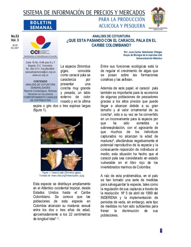 Que esta pasando con el Caracol Pala en el Caribe colombiano Boletin5…