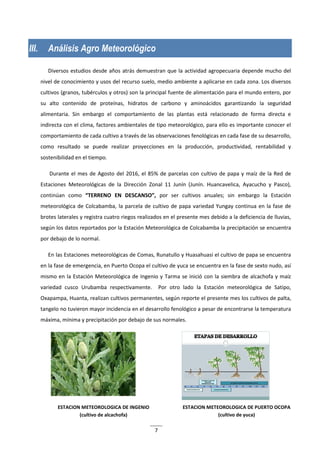 7
III. Análisis Agro Meteorológico
Diversos estudios desde años atrás demuestran que la actividad agropecuaria depende mucho del
nivel de conocimiento y usos del recurso suelo, medio ambiente a aplicarse en cada zona. Los diversos
cultivos (granos, tubérculos y otros) son la principal fuente de alimentación para el mundo entero, por
su alto contenido de proteínas, hidratos de carbono y aminoácidos garantizando la seguridad
alimentaria. Sin embargo el comportamiento de las plantas está relacionado de forma directa e
indirecta con el clima, factores ambientales de tipo meteorológico, para ello es importante conocer el
comportamiento de cada cultivo a través de las observaciones fenológicas en cada fase de su desarrollo,
como resultado se puede realizar proyecciones en la producción, productividad, rentabilidad y
sostenibilidad en el tiempo.
Durante el mes de Agosto del 2016, el 85% de parcelas con cultivo de papa y maíz de la Red de
Estaciones Meteorológicas de la Dirección Zonal 11 Junín (Junín. Huancavelica, Ayacucho y Pasco),
continúan como “TERRENO EN DESCANSO”, por ser cultivos anuales; sin embargo la Estación
meteorológica de Colcabamba, la parcela de cultivo de papa variedad Yungay continua en la fase de
brotes laterales y registra cuatro riegos realizados en el presente mes debido a la deficiencia de lluvias,
según los datos reportados por la Estación Meteorológica de Colcabamba la precipitación se encuentra
por debajo de lo normal.
En las Estaciones meteorológicas de Comas, Runatullo y Huasahuasi el cultivo de papa se encuentra
en la fase de emergencia, en Puerto Ocopa el cultivo de yuca se encuentra en la fase de sexto nudo, así
mismo en la Estación Meteorológica de Ingenio y Tarma se inició con la siembra de alcachofa y maíz
variedad cusco Urubamba respectivamente. Por otro lado la Estación meteorológica de Satipo,
Oxapampa, Huanta, realizan cultivos permanentes, según reporte el presente mes los cultivos de palta,
tangelo no tuvieron mayor incidencia en el desarrollo fenológico a pesar de encontrarse la temperatura
máxima, mínima y precipitación por debajo de sus normales.
ESTACION METEOROLOGICA DE INGENIO
(cultivo de alcachofa)
ESTACION METEOROLOGICA DE PUERTO OCOPA
(cultivo de yuca)
 