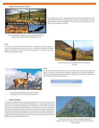 Fuente:http://www.deperu.com/areas-naturales-
protegidas/santuario-nacional-de-calipuy-3121
Fuente:http://www.santiagodechuco.com/img/leyes/
puya.jpg
Fuente: https://fbcdn-sphotos-a-a.akamaihd.net/hphotos-ak-
ash3/552296_173555772776600_1863950600_n.jpg
Fuente: http://elcomercio.pe/ciencias/planeta/libertad-
pediran-que-cerro-campana-sea-area-conservacion-regional-
noticia-734684
 RESERVA NACIONAL DE CALIPUY
Es el hogar de la mayor cantidad de guanacos del Perú. Actualmente, esta
reserva debe enfrentar los embates de la caza ilegal y la apropiación de tierras
pertenecientes a la zona intangible. En esta, como en otras situaciones, la acción
del turismo sostenible es inminente.
Flora:
La Puya de raimondi Especies semi-leñosas y herbáceas de porte pequeño a
mediano distribuidas sobre terrenos rocosos. En estado de inflorescencia puede
llegar a medir hasta 10 metros de altura. A lo largo de sus 100 años de vida, sólo
florece una vez, antes de morir.
Fauna:
La vida silvestre destacan mamíferos como el guanacos, zorro andino, el venado cola
blanca y la vizcacha. Entre las aves podemos mencionar, de la familia Tinamidae, la
perdiz serrana; de la familia Falconidae, el halcón perdiguero, la chinalinda o guarahuau;
y de la familia Psittacidae, el perico andino.
 CERRO CAMPANA
La vertiente occidental del cerro Campana es algo más que un oasis de niebla y límite
septentrional de la Comunidad Lomal del Neotrópico; su riqueza paisajística, En la
loma del cerro Campana se distinguen dos estaciones muy marcadas: La estación
húmeda que dura aproximadamente de junio a noviembre y es la más importante y la
estación seca de diciembre a mayo. La primera se caracteriza por estar compuesta de
una flora higrófila de hojas delicadas que solo prosperan a la sombra y debajo de los
estratos de niebla, esta flora reverdece atrayendo y concentrando la fauna del lugar; y
la segunda se distingue por presentar un proceso de desecamiento que termina con la
llegada de las primeras nieblas del otoño.
GUANACO, ESPECIE ACTUALMENTE EN
GRAVE PELIGRO DE EXTINCIÓN.
 