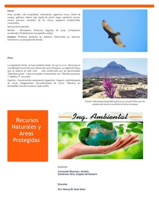 Fuente: http://www.larepublica.pe/25-05-2014/es-falso-que-la-
subasta-de-tierras-no-afecte-al-cerro-campana
Fauna :
Aves, picaflor cola horquillada, chotacabras, agachona chica, chorlo de
campo, gallinazo cabeza roja, águila de pecho negro, aguilucho común,
minero peruano, canastero de los cactus, espíguero simple,Putilla,
cucarachero,
lechuza de los arenales.
Rectiles : Microlophus thoracicus (lagartija de roca), Coniophanes
occidentalis, Phyllodactylus microphyllus (saltoj).
Insectos: Philoliche philoliche sp. (tabano), Hadruroides sp. (alacran),
Schistocerca sp.(langosta del arenal).
Flora :
La vegetación lomal se hace evidente desde los 150 m.s.n.m. altura que es
considerada el inicio del piso inferior del cerro Campana. La vegetación típica
que se observa en este nivel esta conformado por las denominadas
“tillandsias grises” cuyos principales componentes son: Tillandsia purpurea,
T. latifolia y T. recurvata.
Especies : Neoraimondia arequipensis (gigantón), Capparis scabrida(zapote
de zorro), Haageocereuz decumbens(rabo de zorro), Tillandsia sp.
(achupalla), Cercidium praecox (palo verde).
Recursos
Naturales y
Areas
Protegidas
Autores:
Coronado Reynoso, Andrés
Zambrano Alva, Ángela del Rosario
Docente:
Dra. Nancy M. Soto Deza
 