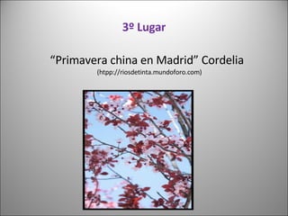 3º Lugar “ Primavera china en Madrid” Cordelia  (htpp://riosdetinta.mundoforo.com) 