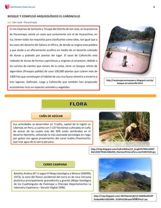 1
BOSQUE Y COMPLEJO ARQUEOLÓGICO EL CAÑONCILLO
por San José -Pacasmayo
En los Caseríos de Santonte y Tecapa del distrito de San José, en la provincia
de Pacasmayo, existe un oasis que juntamente con el de Huacachina, en
Ica, tienen todos los requisitos para clasificarlos como tales, tan igual que a
los oasis del desierto del Sahara en Africa, de donde se origina esta palabra
y que alude a un afloramiento acuífero en medio de un desierto colmado
de dunas y poblado por plantas del lugar. El oasis de Cañoncillo está
rodeado de dunas de formas caprichosas y vírgenes al amanecer, debido a
las caricias de vientos que vienen de la costa, tiene un bosque relicto de
algarrobos (Prosopis pallida) de unas 100,000 plantas que cubren más de
1300 Has que constituyen el hábitat de una rica fauna silvestre y encierra a
tres lagunas: Gallinazo, Larga y Cañoncillo que también han propiciado
ecosistemas ricos en especies animales y vegetales.
http://sanjosepacasmayoperu.blogspot.com/p/
bosque-el-canoncillo.html
CAÑA DE AZÚCAR
Sus actividades se desarrollan en Trujillo, capital de la región La
Libertad, en Perú; y cuenta con 7.137 hectáreas cultivadas en caña
de azúcar de las cuales más del 30% están sembradas en el
desierto liberteño, utilizando la más avanzada tecnología en riego
por goteo con aguas provenientes del canal madre Chavimochic
que trae agua de la sierra peruana.
http://4.bp.blogspot.com/CyBrml6tEw/UZ_ArsgbVFI/9IRo1KK0T
GA/s320/70166-600x350_DiarioLaPrimeraPeru.com%5B1%5D.jpg
CERRO CAMPANA
Batolito Andino (KT-i) según El Mapa Geológico y Minero (ONERN,
1973), la zona del flanco occidental del cerro es de roca intrusiva
plutónica principalmente granodiorita y granito (Mapa Geológico
de los Cuadrángulos de Puémape y Chocope Departamentos La
Libertad y Cajamarca –Versión Digital 1996).
http://2.bp.blogspot.com/-INF2PpimEU8/UZ-h6M4RuMI/0P
DuI6udiM/s320/IMG_2518%2520copia%5B1%5D.jpg
 