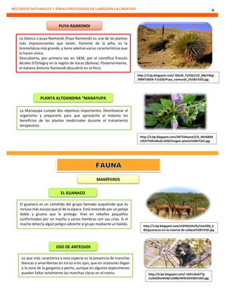 RECURSOS NATURALES Y ÁREAS PROTEGIDAS DE LAREGIÓN LA LIBERTAD 4
PUYA RAIMONDI
La titanca o puya Raimondi (Puya Raimondi) es una de las plantas
más impresionantes que existe. Pariente de la piña, es la
bromeliácea más grande, y tiene además varias características que
la hacen única.
Descubierta, por primera vez en 1830, por el científico francés
Alcides D'Orbigny en la región de Vacas (Bolivia). Posteriormente,
el italiano Antonio Raimondi descubrió en el Perú.
http://3.bp.blogspot.com/-Q5oI0_Tq7QU/UZ_D8xY4kgI
/RRXTzXlOk-Y/s320/Puya_raimondi_2%5B1%5D.jpg
PLANTA ALTOANDINA “MANAYUPA
La Manayupa cumple dos objetivos importantes: Desintoxicar el
organismo y prepararlo para que aproveche al máximo los
beneficios de las plantas medicinales durante el tratamiento
terapéutico.
http://3.bp.blogspot.com/JN71b4synxI/UZ_Mci6BAK
I/K2VTGfimBuA/s320/imagen-planta%5B1%5D.jpg
MAMÍFEROS
El guanaco es un camélido del grupo llamado auquénido que es
incluso más escaso que el de la alpaca. Está revestido por un pelaje
doble y grueso que lo protege. Vive en rebaños pequeños
conformados por un macho y varias hembras con sus crías. Si el
macho detecta algún peligro advierte al grupo mediante un balido.
EL GUANACO
http://1.bp.blogspot.com/vi3Y6OohU9s/UaUl3Q_E
8iI/guanacos-en-la-reserva-de-calipuy%5B1%5D.jpg
OSO DE ANTEOJOS
Lo que más caracteriza a esta especie es la presencia de manchas
blancas o amarillentas en torno a los ojos, que en ocasiones llegan
a la zona de la garganta y pecho, aunque en algunos especímenes
pueden faltar totalmente las manchas claras en el rostro. http://4.bp.blogspot.com/-nbD1zke677g
/sz9A2DuhKD8/s1600/454516%5B1%5D.jpg
 