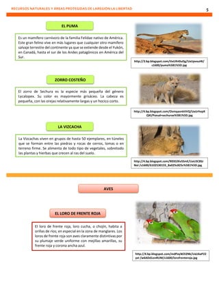 RECURSOS NATURALES Y ÁREAS PROTEGIDAS DE LAREGIÓN LA LIBERTAD 5
EL PUMA
Es un mamífero carnívoro de la familia Felidae nativo de América.
Este gran felino vive en más lugares que cualquier otro mamífero
salvaje terrestre del continente ya que se extiende desde el Yukón,
en Canadá, hasta el sur de los Andes patagónicos en América del
Sur.
http://3.bp.blogspot.com/tIxUiht0uDg/UaUpvxuI4I/
s1600/puma%5B1%5D.jpg
ZORRO COSTEÑO
El zorro de Sechura es la especie más pequeña del género
Lycalopex. Su color es mayormente grisáceo. La cabeza es
pequeña, con las orejas relativamente largas y un hocico corto.
http://4.bp.blogspot.com/OsmqaonkVVQ/UaUrhvpX
QXI/Pseud+sechurae%5B1%5D.jpg
LA VIZCACHA
La Vizcachas viven en grupos de hasta 50 ejemplares, en túneles
que se forman entre las piedras y rocas de cerros, lomas o en
terreno firme. Se alimenta de todo tipo de vegetales, sobretodo
las plantas y hierbas que crecen al ras del suelo.
http://4.bp.blogspot.com/RlDD2Kv5SmE/UaU3C8SJ
NoI /s1600/6102530155_8a025c825c%5B1%5D.jpg
AVES
EL LORO DE FRENTE ROJA
El loro de frente roja, loro cucha, o chojín, habita a
orillas de ríos; en especial en la zona de manglares. Los
loros de frente roja son aves claramente distintivas por
su plumaje verde uniforme con mejillas amarillas, su
frente roja y corona ancha azul.
http://4.bp.blogspot.com/mdPayW2I2Nk/UaU6aP22
yxI /w6ADd1onRUM/s1600/lorofrenteroja.jpg
 