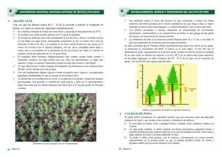  Ese momento marca el inicio del proceso en que comienzan a secarse las ramas
inferiores del árbol (producto de la menor cantidad de luz que llega a ellas), a mayor
densidad el cierre ocurre más temprano, y a menor densidad el cierre ocurre más tarde.
 Los árboles comienzan a mostrar claramente su potencialidad de crecimientos
(dominantes, codominantes) y sus características de forma, lo que agrega un alto grado
de certeza a la selección de los mejores árboles.
 Los diámetros de fuste (a la altura del pecho) fluctúan entre 10 y 12 cm, a esa edad, lo
que será importante de considerar para las podas posteriores.
Se debe considerar que al eliminar follaje fotosintéticamente activo por efecto de las podas,
se disminuirá el crecimiento del árbol, al menos en el corto plazo. Es por ello que la
intensidad de poda, especialmente en la primera poda, cuando los árboles poseen la totalidad
de su copa verde, no debiera ser superior a un 30 y 40 % de su altura total (como máximo);
en las podas siguientes, no debe excederse del 20 - 30 % de la copa viva al momento de
podar, o de un 40-50% de la altura total del árbol.
Altura y porcentaje de poda en esquema intensivo.
 CALIDAD DE PODA
Al podar deben considerarse los siguientes aspectos que son necesarios para una adecuada
calidad de la faena y que inciden en la oclusión y eliminación de defectos:
 El corte debe ser limpio, recto y apegado al fuste, evitando cortes, rajaduras y daños a la
corteza.
 En cada poda, también, se deben eliminar los brotes epicórmicos (pequeños brotes y
ramillas adventicias) que suelen producirse en la sección podadan del fuste, entre poda y
poda, además de conos y acículas adheridas al fuste.
 Al podar se debe evitar golpear, con la escalera y herramientas, la corteza juvenil,
especialmente en la primera poda, ya que se pueden producir bolsas de resina o
pequeños daños que provocan manchas en la madera.
Página 23
ESTABLECIMIENTO, MANEJO Y MANTENCIÓN DEL CULTIVO DE PINO
Página 10
 TRASPLANTE
Una vez que las plantas tienen de 2 – 8 cm se procede a realizar el trasplante en
bolsas y se tiene en cuenta las siguientes consideraciones.
 Se coordina el llenado de bolsas con tierra fértil y cascarilla en una proporción de 20 %.
 Se establece una malla sombra mínimo de 65 % para el trasplante.
 Se extraen las plántulas una a una, protegiendo la raíz del aire y del sol, se puede colocar
en una balde con agua fresca, sumergiendo únicamente la raíz, se toman una a una sin
presionar el tallo ni la raíz, y se colocan en un hoyo central hecho con una estaca en el
centro de la bolsa (con el sustrato húmedo), con las raíces extendidas hacia abajo y
rectas; este es el momento de la aplicación de las micorrizas, las cuales se colocan en
contacto con la raíz aplicando de 5 a 10 g por bolsa.
 El trasplante debe realizarse obligatoriamente bajo sombra usando malla sombra o
materiales similares (no bajo arboles por que entra luz lateralmente), se dejan dos
semanas y luego se exponen lentamente a plena luz para que crezcan y rustifiquen.
 El riego debe hacerse a diario después del trasplante, de preferencia en las primeras horas
del día o en las últimas horas de la tarde.
 Una vez trasplantadas algunas especies toman un aspecto poco vigoroso, con apariencia
agachada o deshidratada, lo cual es normal en los primeros días.
 La última fase de la producción en vivero es la etapa de crecimiento y desarrollo después
del trasplante. Este periodo es variable por cada especie y debe ser lo suficientemente
largo como para que los arboles alcancen una altura de 6 a 25 cm para poder ser llevadas
a campo.
Plantones de pino después de ser trasplantadas.
UNIVERSIDAD NACIONAL SANTIAGO ANTÚNEZ DE MAYOLO-FCA-EAPA
 