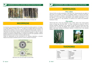 Categoría Taxón
Reino Plantae
División Coniferophyta
Clase Coniferopsida
Orden Coniferales
Género Pinus
Especies Pinus radiata
Pinus patula
Pinus radiata
Árbol de 30-40 m. de altura, perennifolio o verde todo el año. Presenta desarrollo muy rápido, de
porte cónico en su juventud y en cúpula en los ejemplares maduros. La corteza de color negro,
contrasta con las hojas, no coriáceas y verde brillante. Hojas aciculares en fascículos de tres en
tres, largas de 7-15 cm., finas, de color verde brillante. Conos, estróbilos o piñas largos (7-15 cm x
5-8 cm.), en grupos de 2-5, muy asimétricos, con apófisis de las escamas muy prominentes.
Semillas de 5-8 mm.
Pinus patula
Árbol de hasta 40 m. Tronco tipo monopódico, erecto, esbelto, robusto. Color: marrón grisáceo
oscuro en la parte baja, más claro arriba. Las hojas se presentan en acículas de 3-4(5) en
fascículos inclinados, típicamente en dos columnas de cada lado del brote girado hacia arriba,
persisten de dos a tres años. Son delgadas, laxas, inclinadas a pendientes. Son de color verde
pálido a verde oscuro. Estróbilos sub-terminales o laterales, en verticilos de dos o más, raramente
solitarios. Persistentes o deciduos.
Pinus radiata Pinus patula
MORFOLOGÍA
Página 7
ESTABLECIMIENTO, MANEJO Y MANTENCIÓN DEL CULTIVO DE PINO
Página 26
Comparación de bosque de Pinus radiata con (A) y sin manejo (B).
MICORRIZAS
Las micorrizas son asociaciones benéficas entre las raicillas de las plantas superiores y los hongos.
Las raicillas adquieren la forma de una “Y”; los tallitos de los hongos (hifas) que envuelven las
raicillas ponen en contacto a la raíz con el suelo, provocando la absorción de agua y nutrientes. Su
importancia está relacionada a la toma de nutrientes, especialmente el fósforo (P) que interviene en
el desarrollo de un buen sistema radicular, en la resistencia de las plántulas a la sequía y a agentes
patógenos que producen la chupadera fungosa y de algunas toxinas del suelo; igualmente, confieren
especial resistencia al excesivo calor y la extrema acidez del suelo.
Cuando los requerimientos de tierra micorrizada son de volúmenes importantes, es necesario
disponer de una fuente de suministro, para ello se recurre a un banco de micorrizas.
Diferencias entre raíz micorrizada y no micorrizada.
UNIVERSIDAD NACIONAL SANTIAGO ANTÚNEZ DE MAYOLO-FCA-EAPA
TAXONOMIA
 