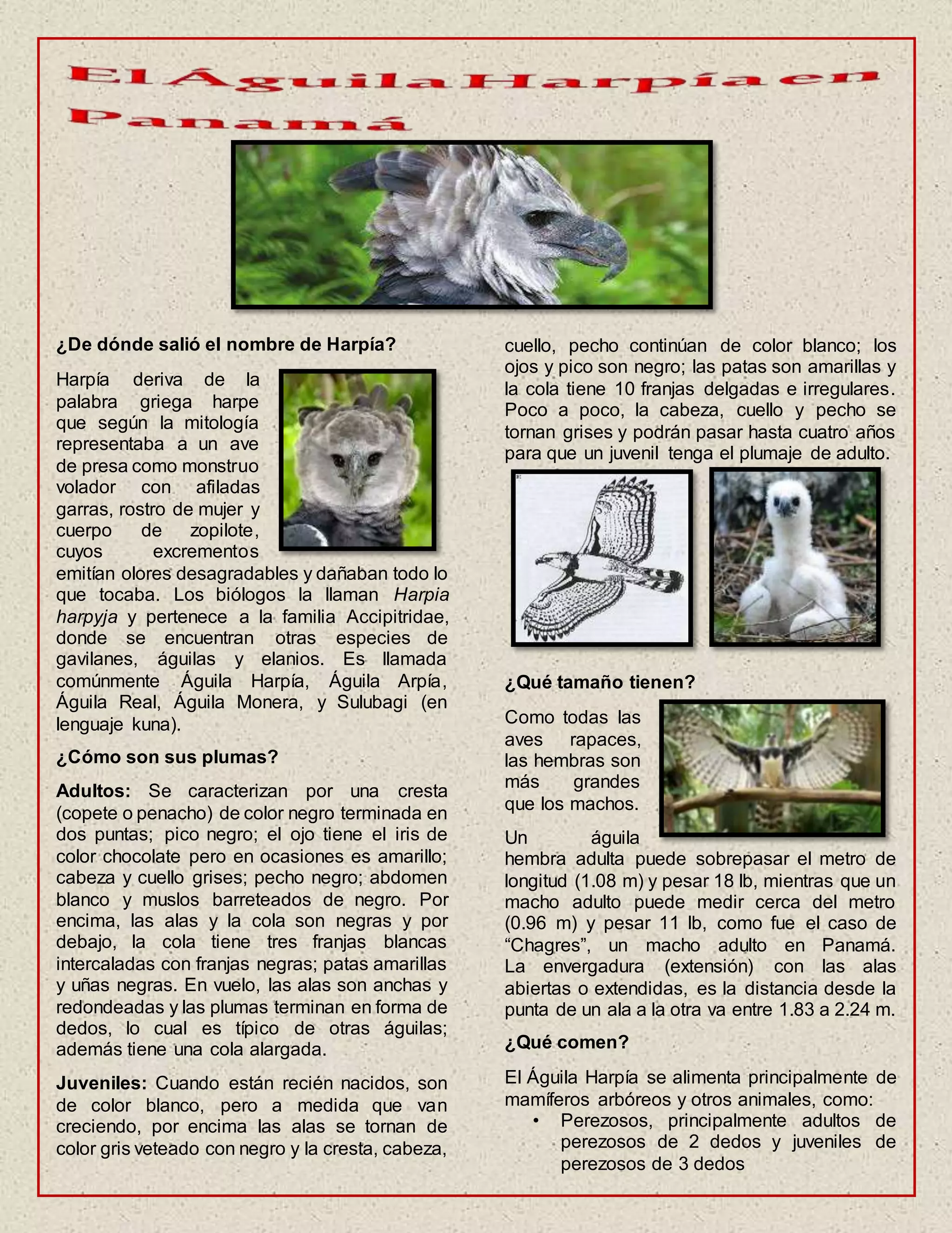 Boletín Informativo Águila Harpía Panamá | DOCX